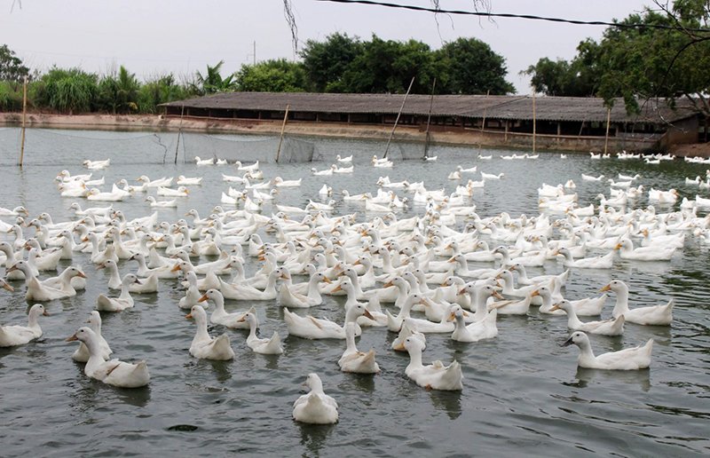 Thức Ăn Hỗn Hợp Dành Cho Ngan, Vịt